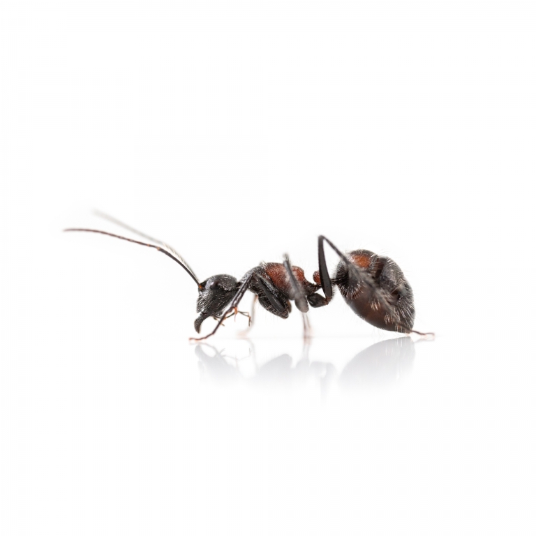 Camponotus mutilarius (xiangban)